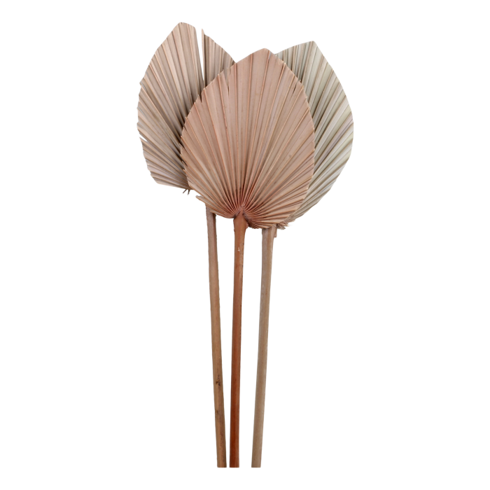 Fleur Tørket Palmeblader